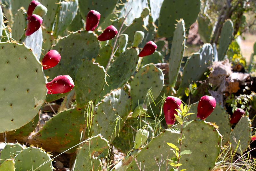 Health and nutritional benefits of the fruits of cactus( Prickly Pear