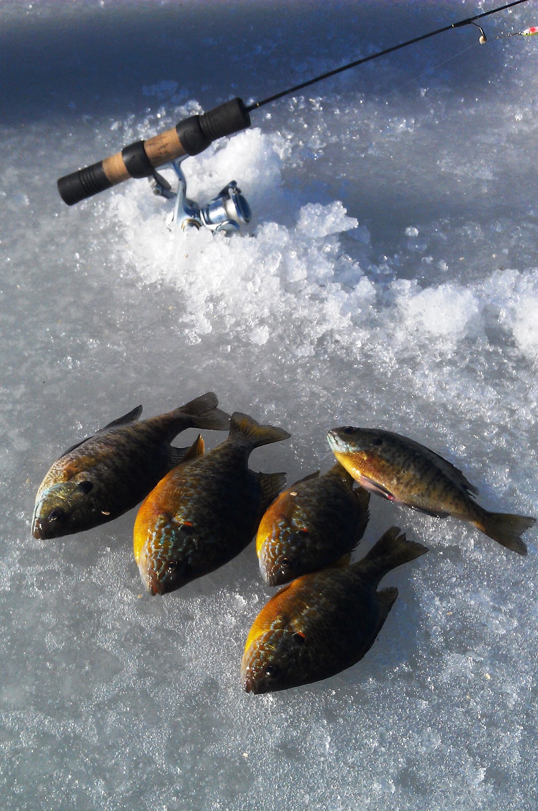 Lake Cadillac Fishing Report Seananon Jopower