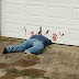 Corpo decapitado? Decoração realista de Halloween gera confusão policial nos EUA