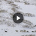 They Released 14 Wolves In A Park, But No One Was Prepared For THIS. What Happens Next Is A Miracle!