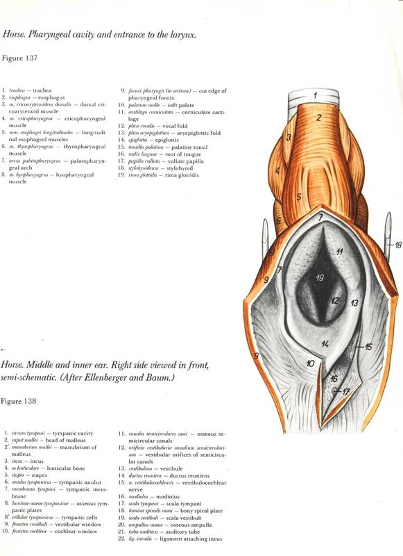 horse-cavalo-skull-anatomy-anatomia-cranio-maxilar-sinusal-sinuses-vetarq-muscle-musculatura-bone-osso-veias-arterias-dentição-equinos-eye-olho-glote-traqueia-esofago