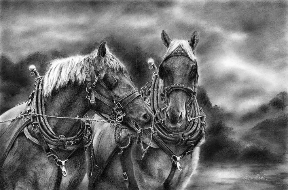 15-Two-Suffolk-Punch-Horses-Hyper-Realistic-Wildlife-Peter-Williams-www-designstack-co