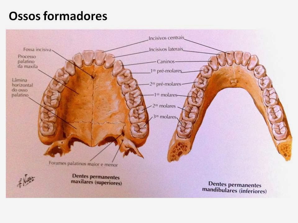 Liga de Anatomia ULBRA CAVIDADE ORAL