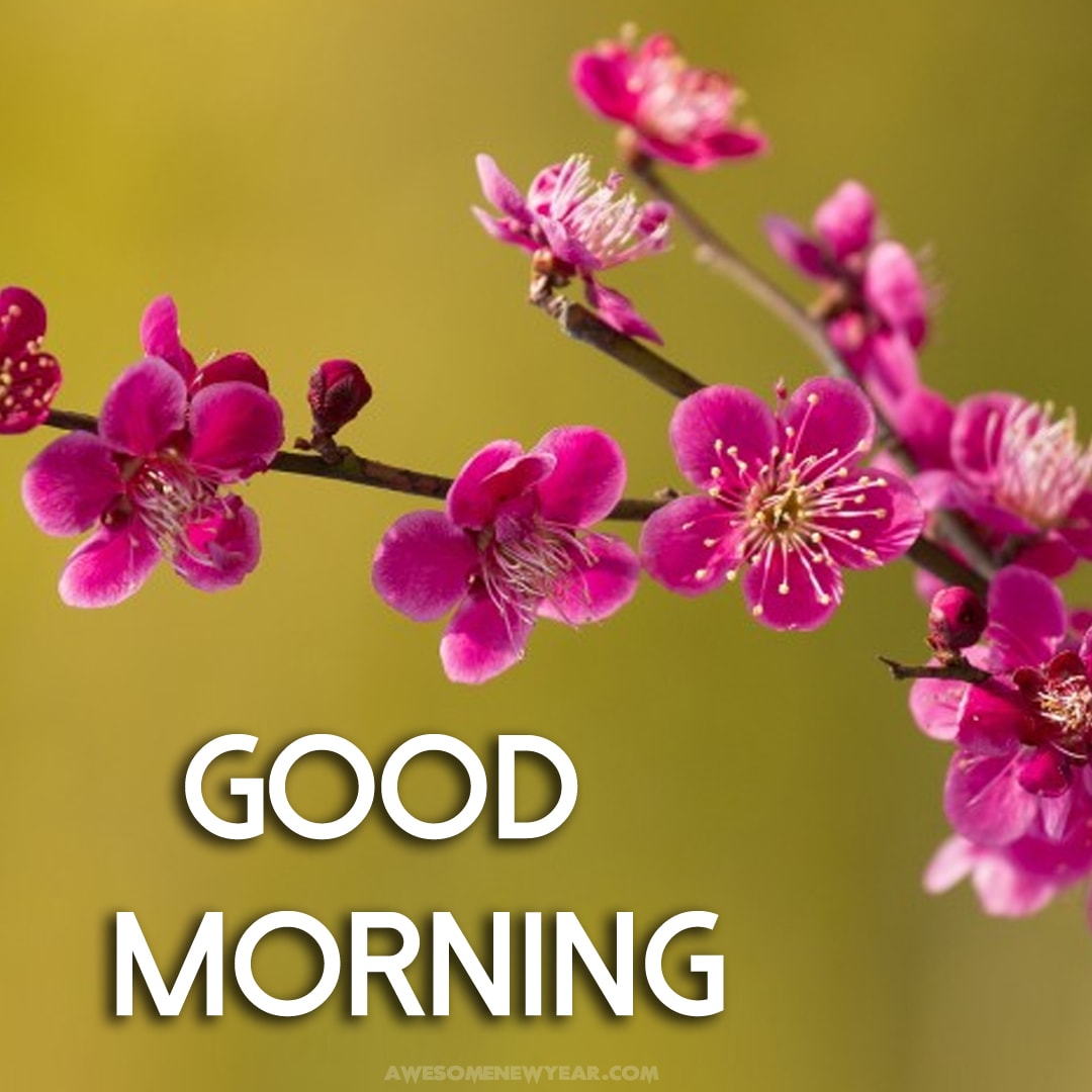 Good Morning Images With Flowers | Gud Mrng Images