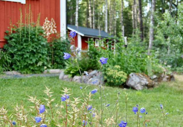 Stor blåklocka och koreansk plymspirea Campanula persicifolia; Aruncus aethusifolius