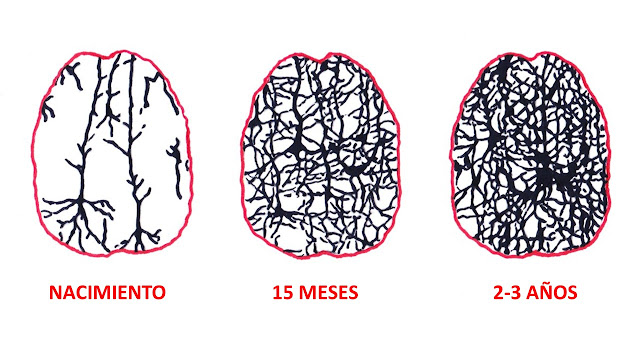 Conexiones neuronales