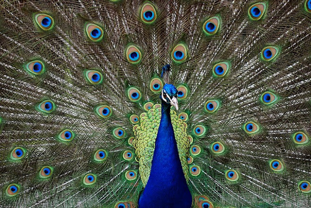 Jassy World: Indian Peacock - The Bird of Lord Krishna