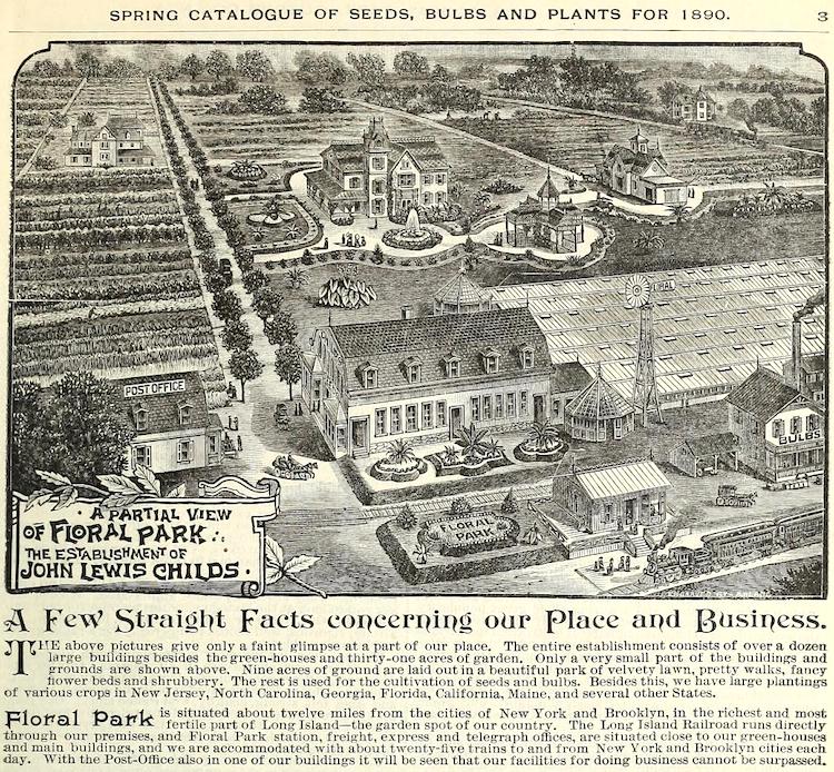 The Promise of Seeds Magic in a Packet 1890 Charming Bird's Eye