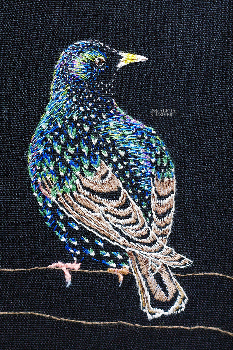 "Stare i praktdräkt", starling embroidery by Alicia Sivertsson. aliciasivert alicia sivertsson sivert broderi embroidery fritt frihandsbroderi needlework handicraft textile art textilkonst textil konst konstsömnad hantverk handarbete starling bird fågel stare i praktdräkt