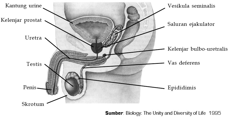 Testosteron yang berperan dalam reproduksi pria dihasilkan oleh
