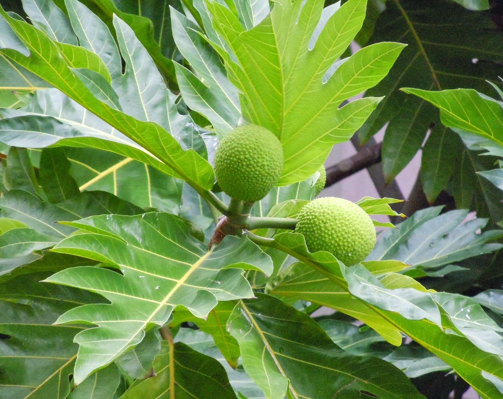 Ramuan Tradisional Mengobati Penyakit Jantung Secara Alami ... Ramuan Tradisional Mengobati Penyakit Jantung Secara Alami ...