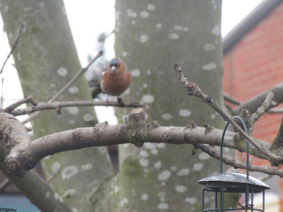 Chaffinch waiting for a feed http://snadralovesblogging.blogspot.co.uk/