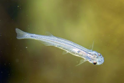 7 Jenis Ikan Air Tawar yang Langka dan Menyeramkan di Dunia