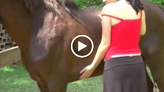 سكس حيوانات بنات هايجة تمص وتتناك من الحيوانات