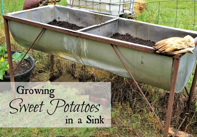 A metal sink filled with soil and growing sweet potato vines