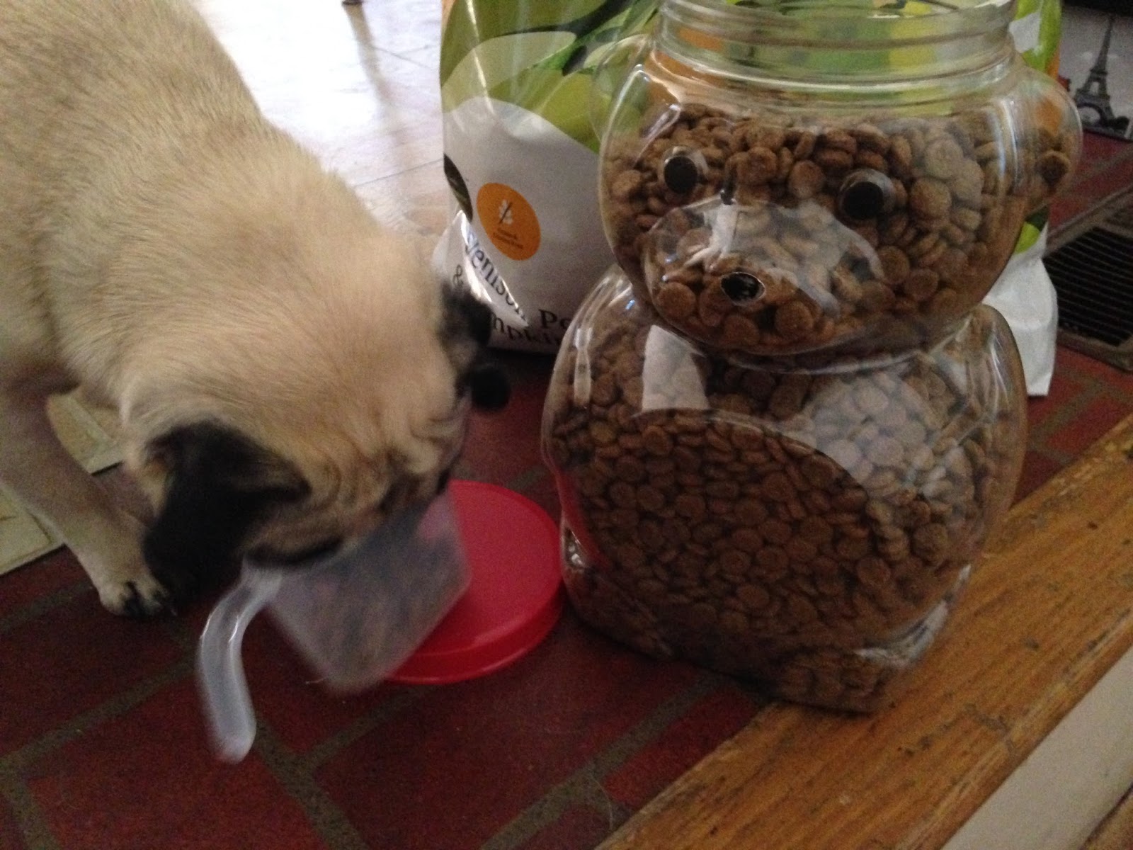 A Bowl of Noodles© Solid Gold Holistic Pet Food