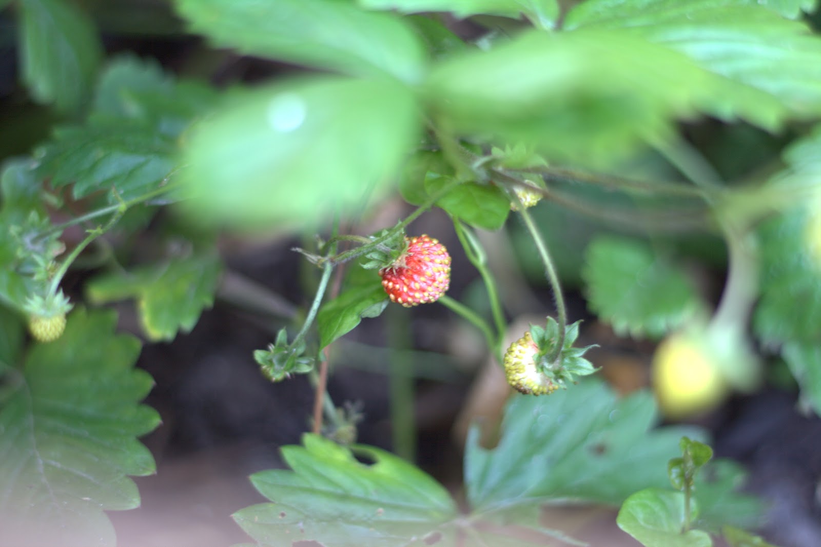 Charley's Kitchen Pancetta wrapped halloumi