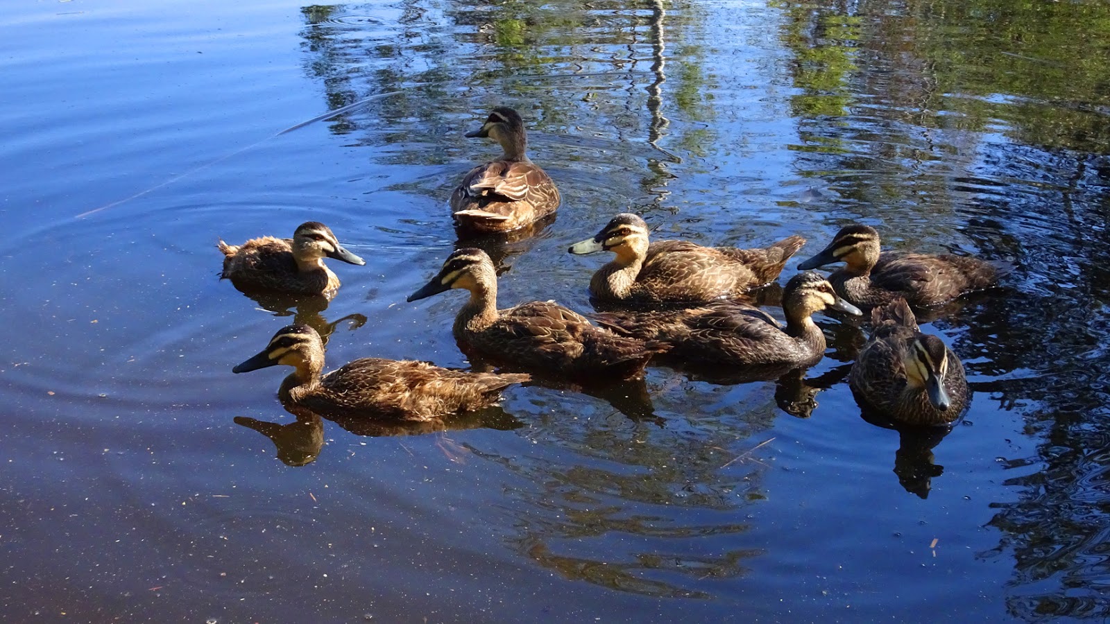 Map A Paddling Of Ducks Lay out beautiful artwork and trending patterns from independent artists across the world. map a paddling of ducks