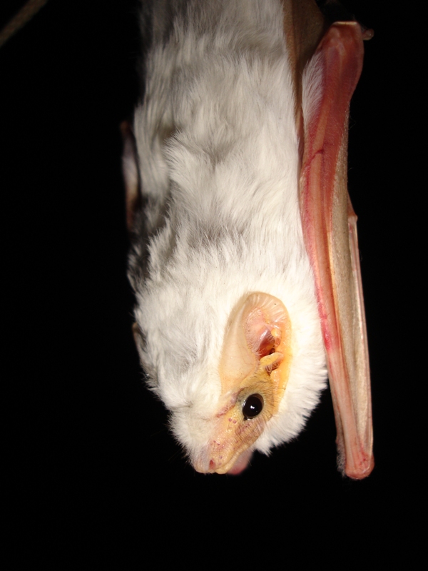 THE ANIMAL for JUST: The classification of bats