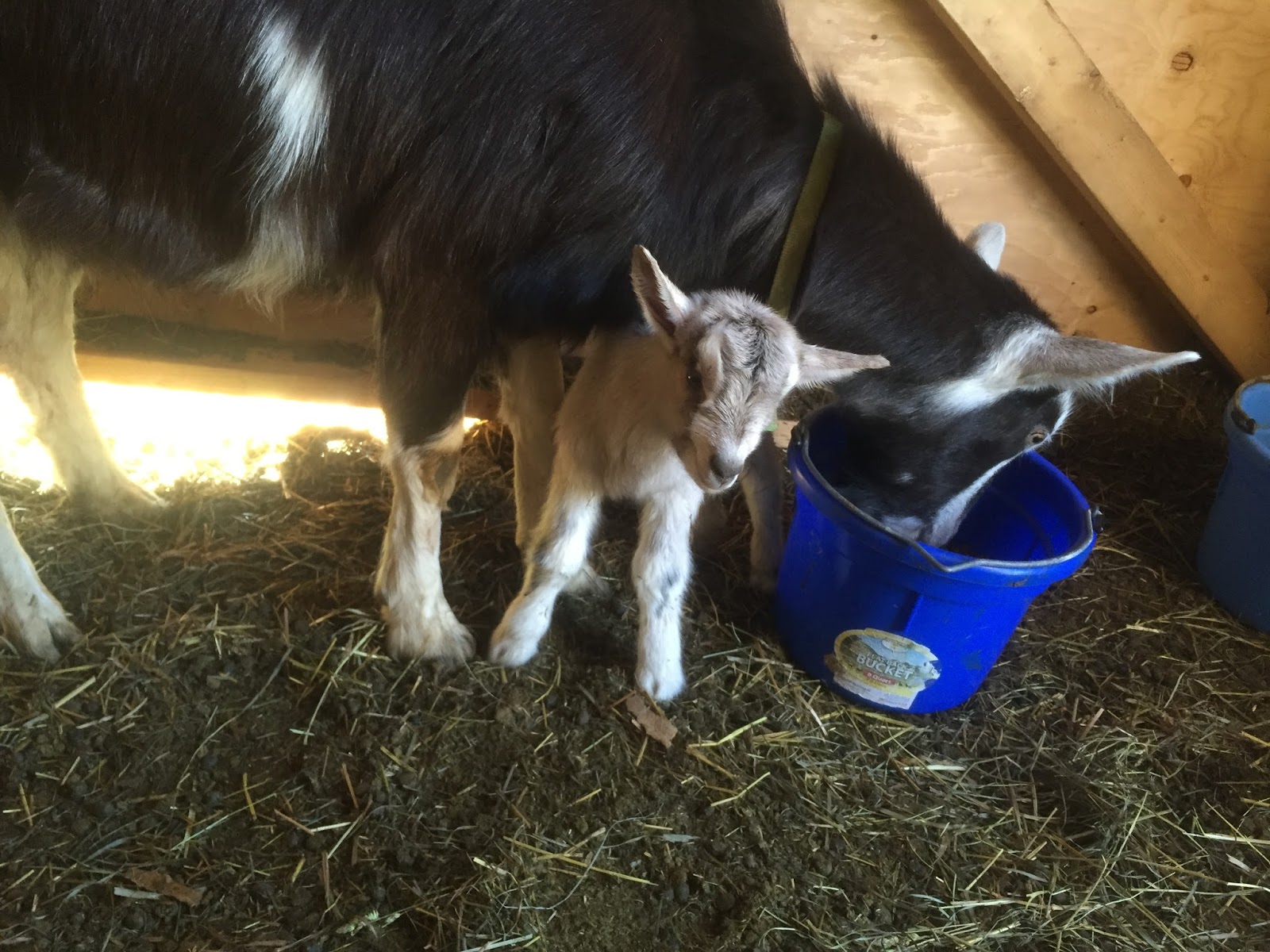 Cotton Hill Creamery Spring Again!