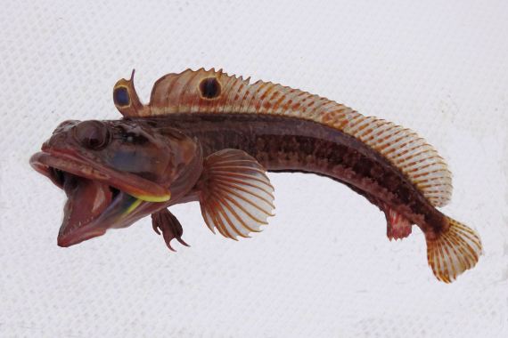 Virginia Tech Ichthyology Class : Aggressive Behavior of the Sarcastic ...