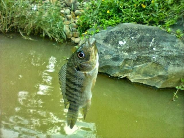 Cara Membuat Umpan Jitu Alami Ikan Mujair yang Paling Mudah Cara Membuat Umpan Jitu Alami Ikan Mujair yang Paling Mudah