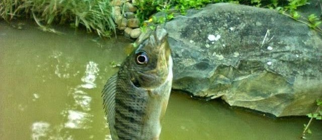 Cara Membuat Umpan Jitu Alami Ikan Mujair yang Paling Mudah