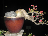 bonsai adenium