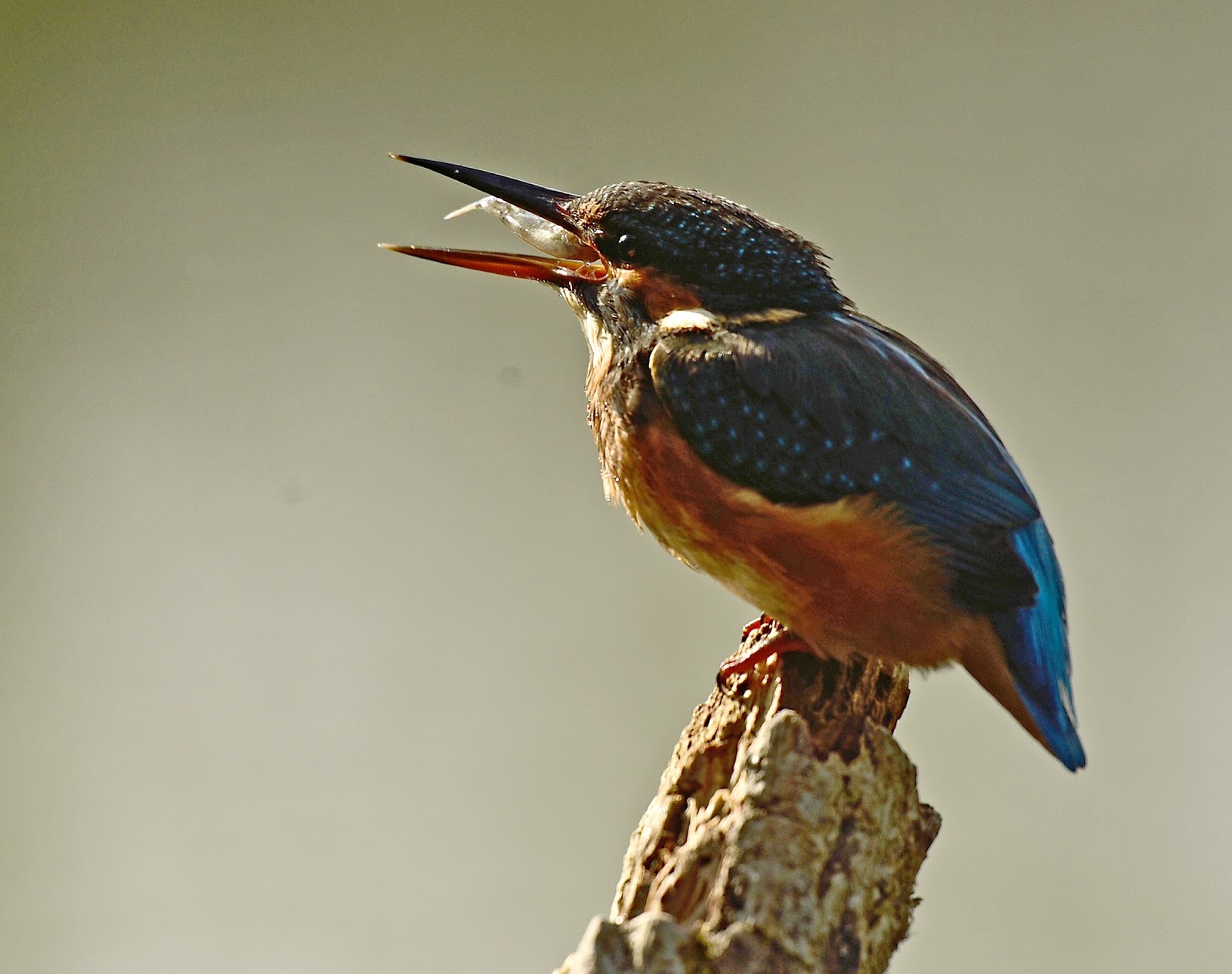 Alan James Photography Kingfisher close ups