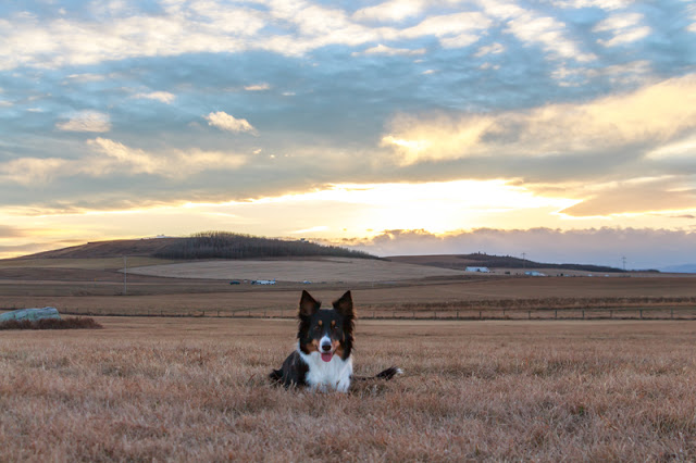 Happy Canada Day! Canada 150 A border collie in front of an expansive Alberta skyline.