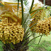 Kurma Tropis KL1 HYBRID
