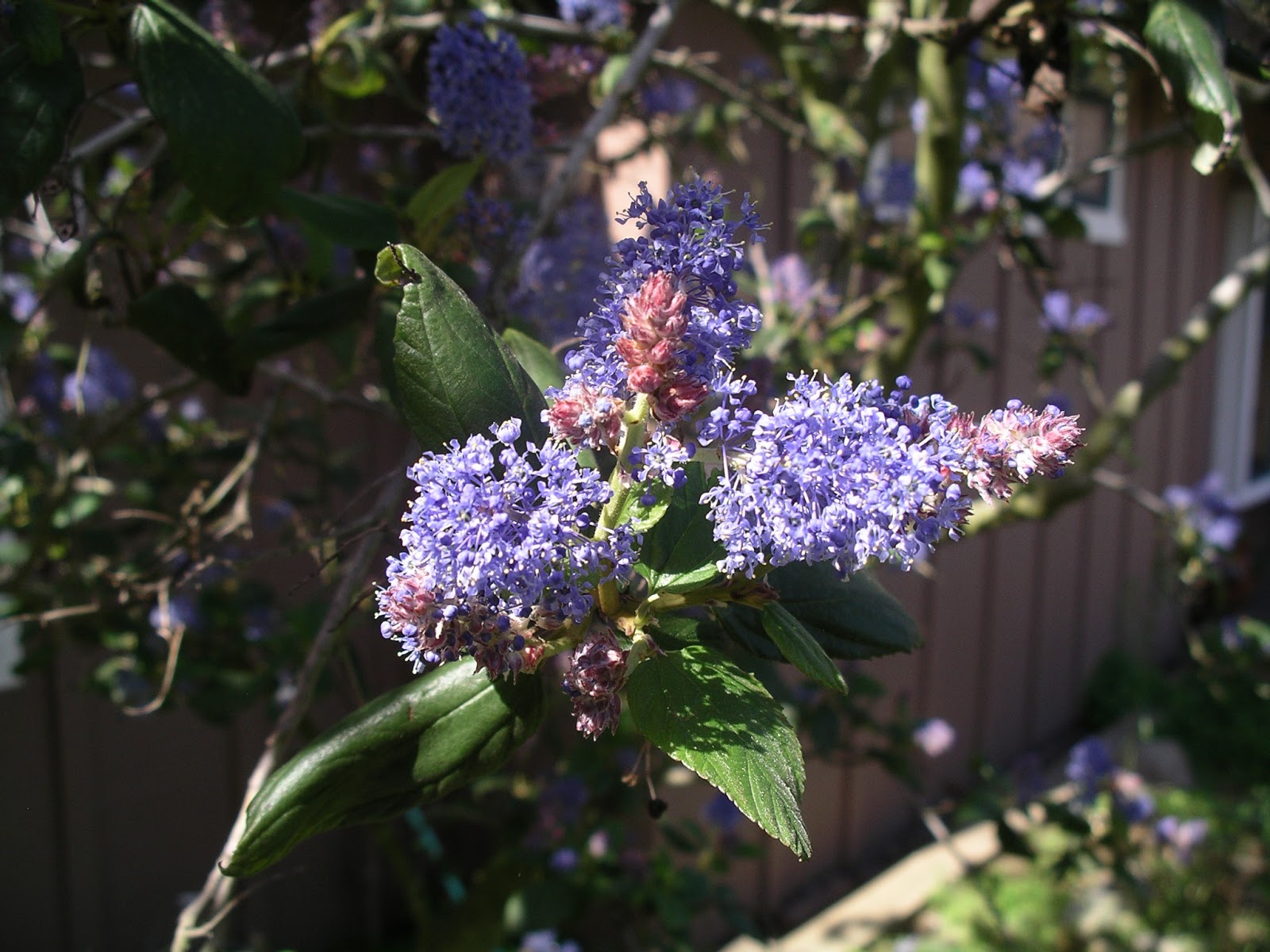 A California Native Plant Garden in San Diego County Lilacs and Manzanitas