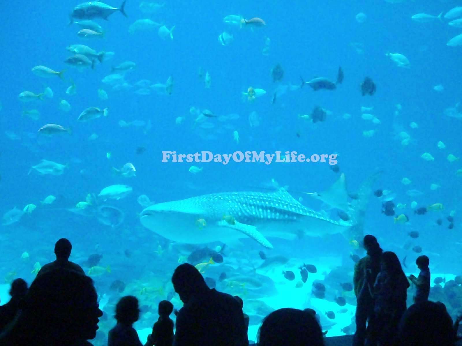 life-with-camille-georgia-aquarium