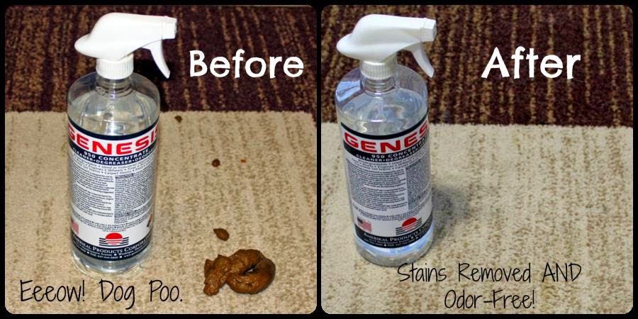 pet stain and odor removal