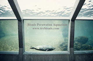 Bisnis Perawatan Aquarium Ide Bisnis