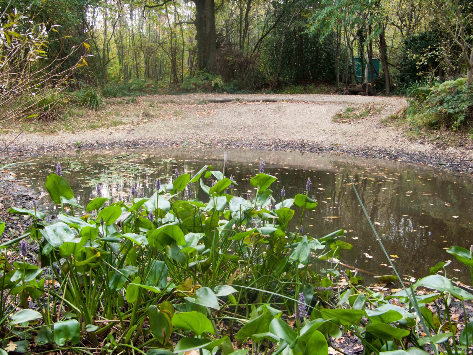 Postcards from Sussex Brandy Hole Copse in Autumn