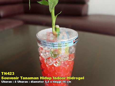 Souvenir Tanaman Hidup Indoor Hidrogel