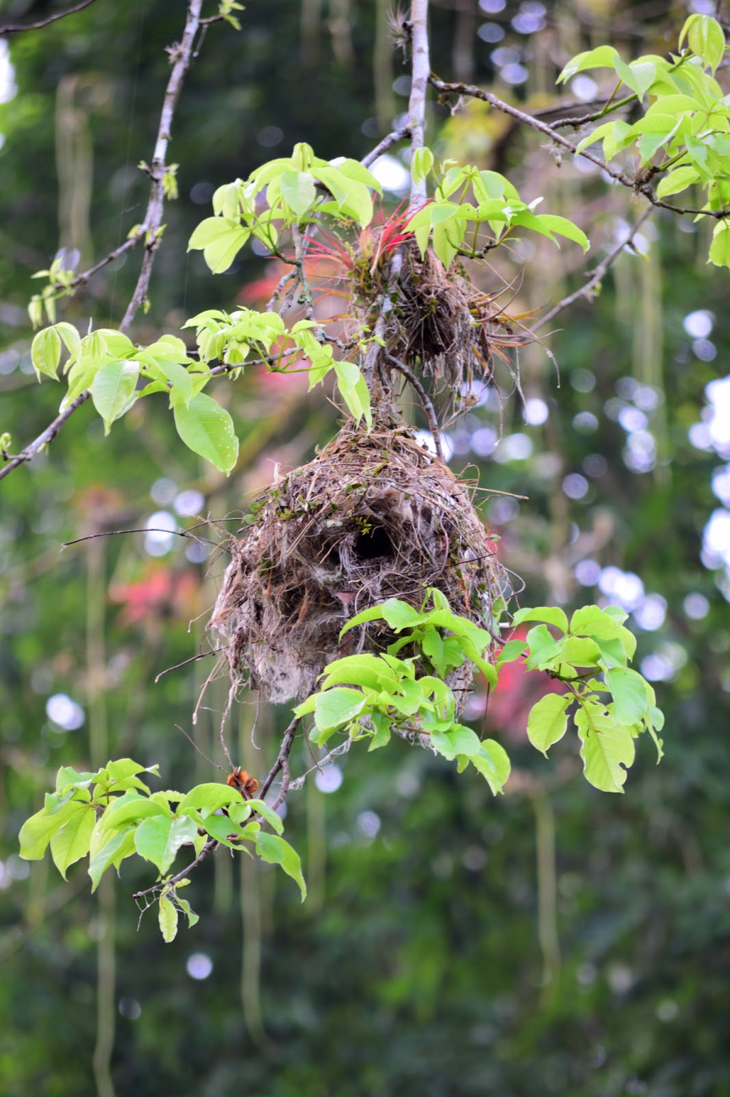 Bird Nest Home