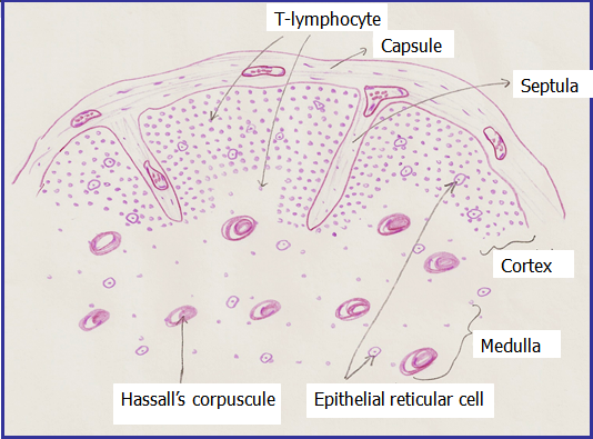 Histology Drawings Lymphoreticular System
