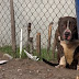 A Pit Bull Just Wanted To Be Loved, But Kids Threw Rocks At Him. Then This Happened.