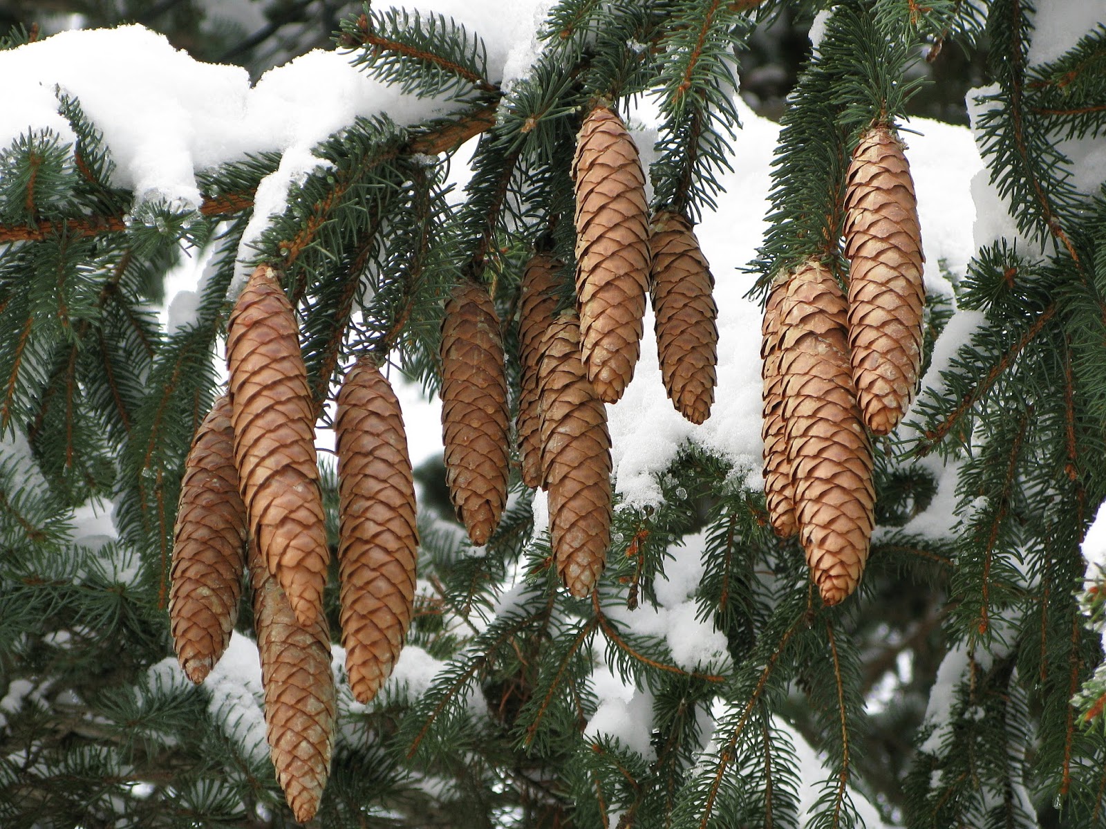 trees planet picea abies norway spruce christmas cone trees
