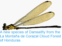 http://sciencythoughts.blogspot.co.uk/2014/05/a-new-species-of-damselfly-from-la.html
