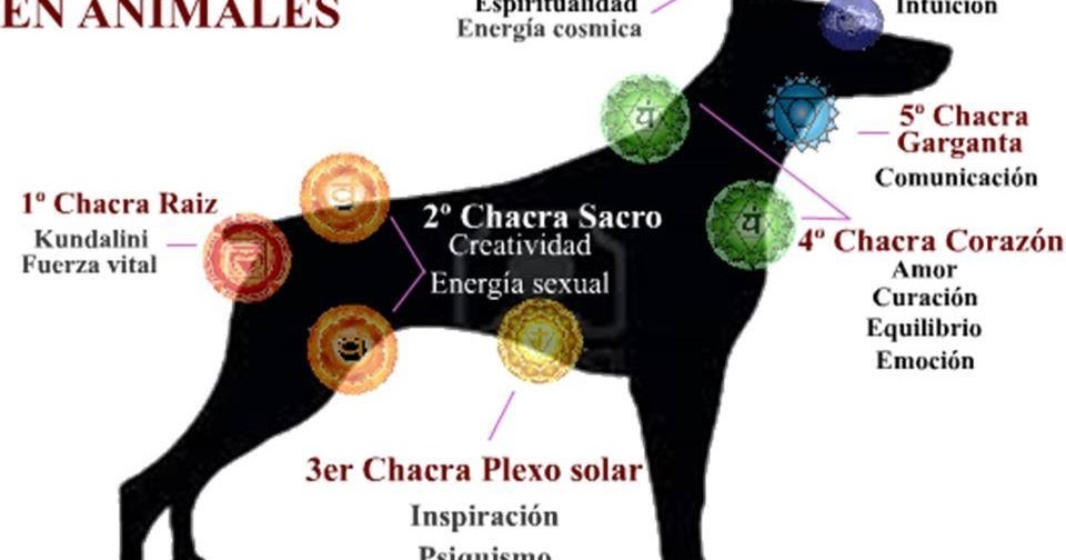 Noor Canal Espiritual Médium EL AURA Y LOS CHAKRAS EN LOS ANIMALES
