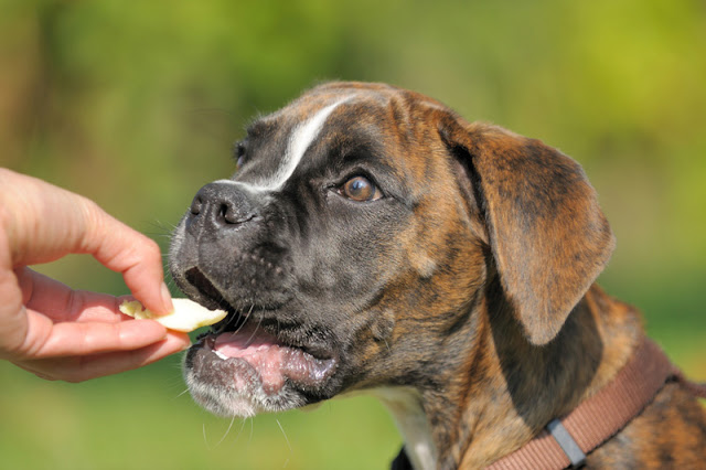 A brindle boxer is happy to receive a treat