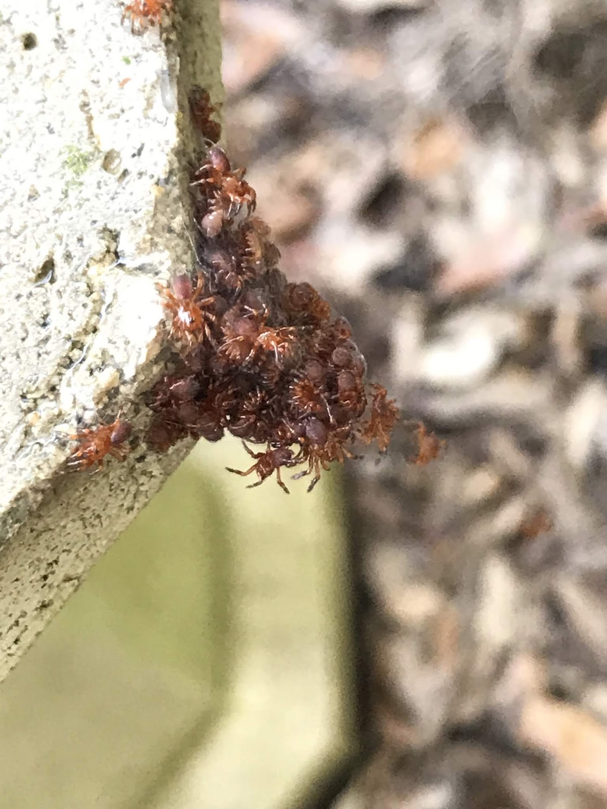 Window On A Texas Wildscape Trapdoor Spider Babies