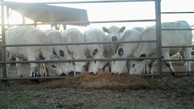 British White Heifers - Food Fight!