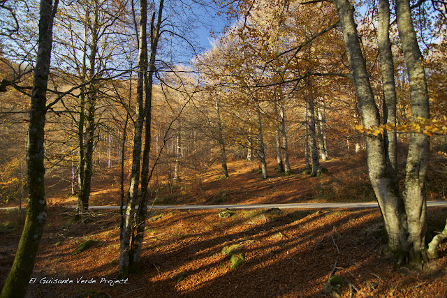 Bosque de Irati, por El Guisante Verde Project