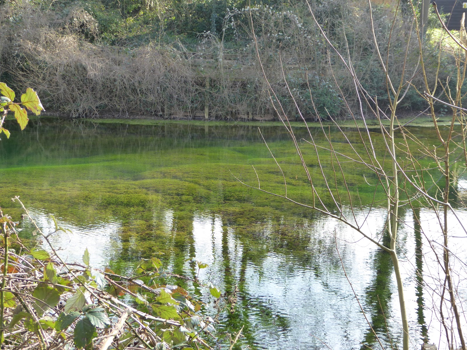 The Legend of Silent Pool London via Surrey