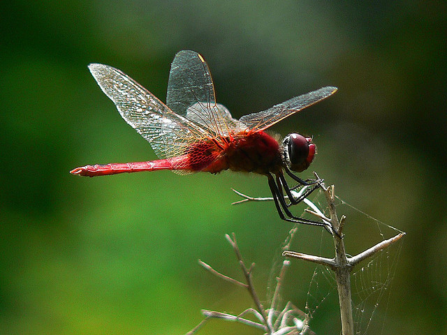 L Insetto Noto In Inglese Come Dragonfly