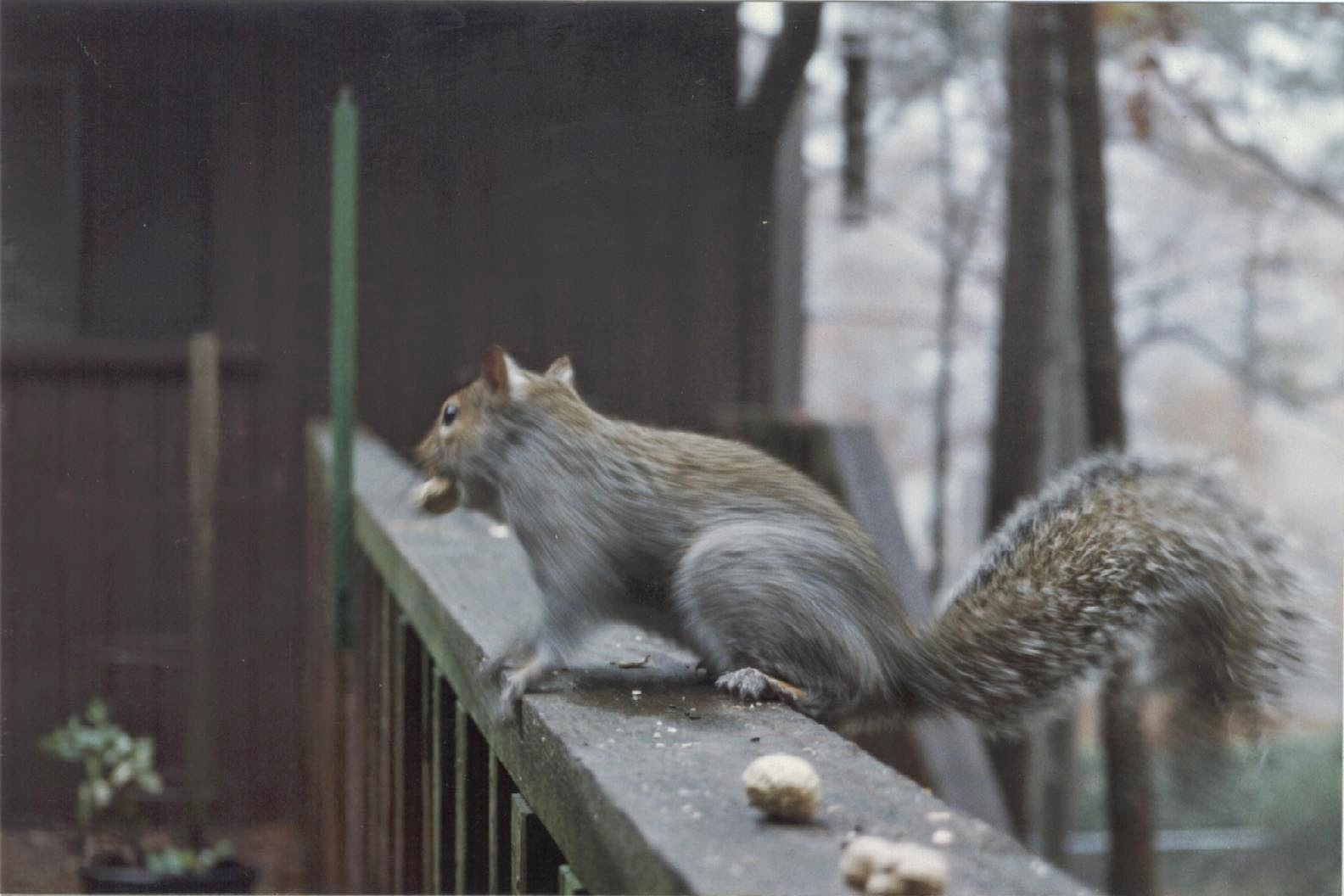 Small Mammals of Arkansas Trails of Arkansas (& now California)